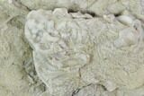 Crinoid (Rhodocrinites) Fossil on Rock - Gilmore City, Iowa #102965-1